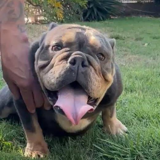 Ms. Goofy Fiona, adopted, Young Female English Bulldog.