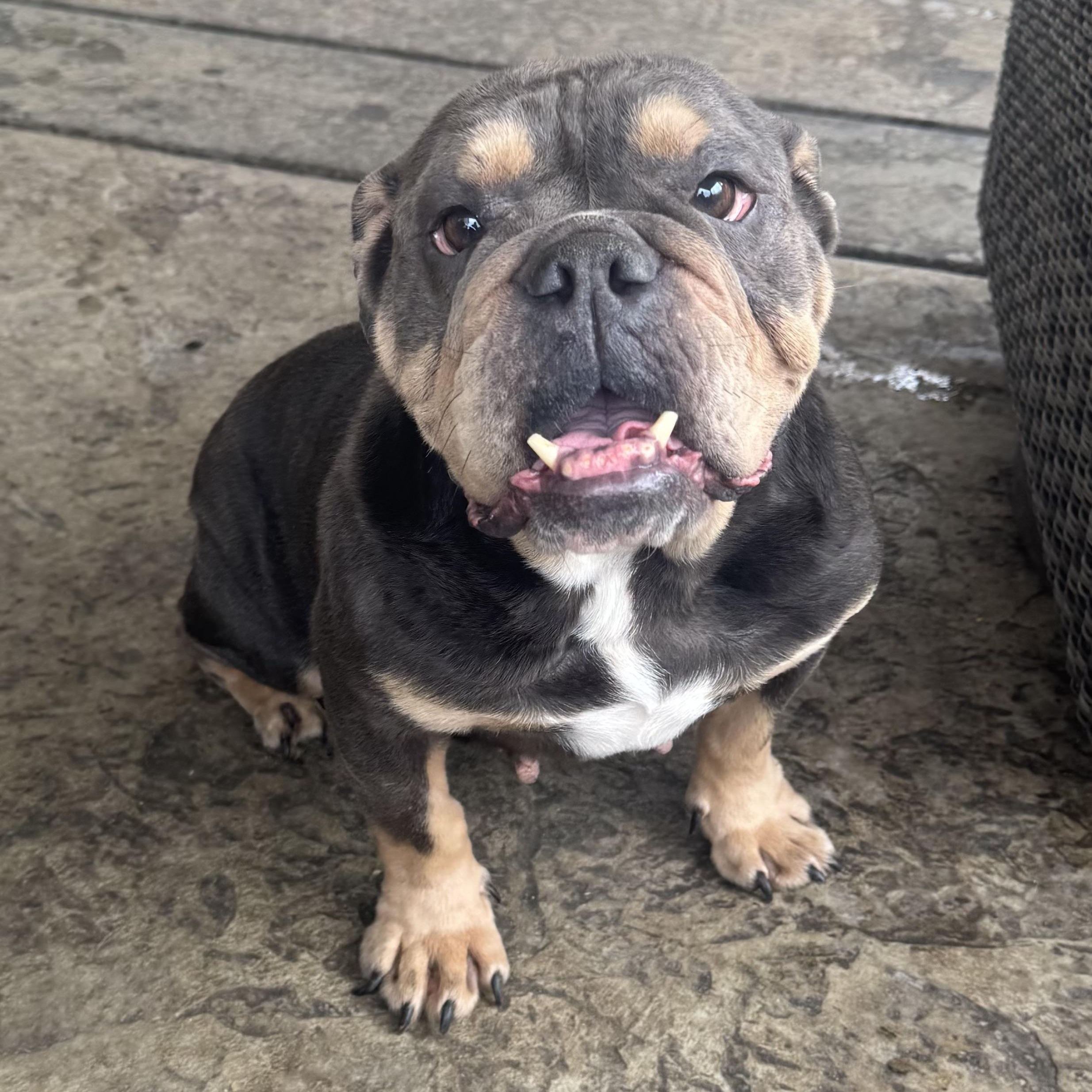 Enlarge Ms. Goofy Fiona, an adopted English Bulldog in Ridgefield, WA image 3/4