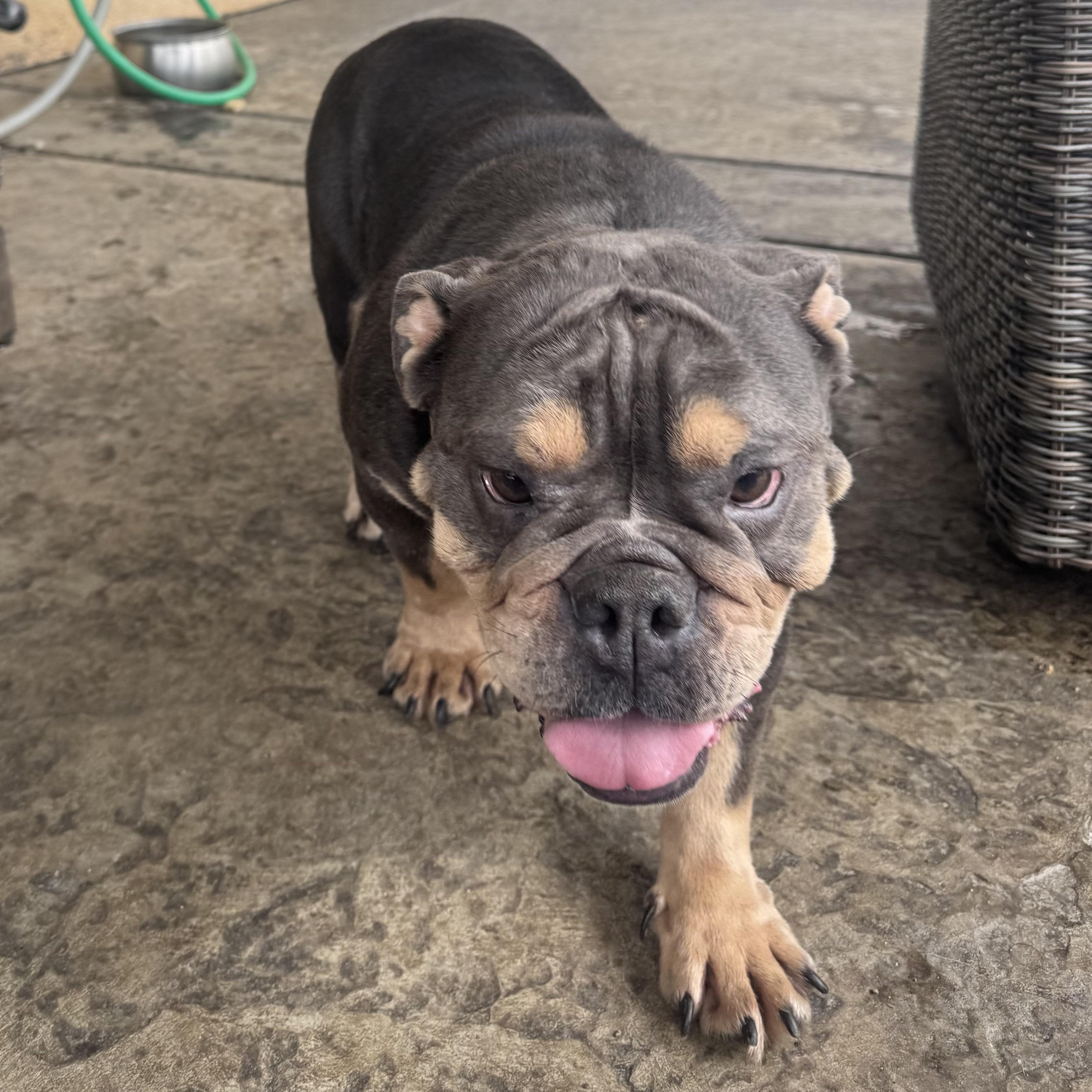 Enlarge Ms. Goofy Fiona, an adopted English Bulldog in Ridgefield, WA image 2/4