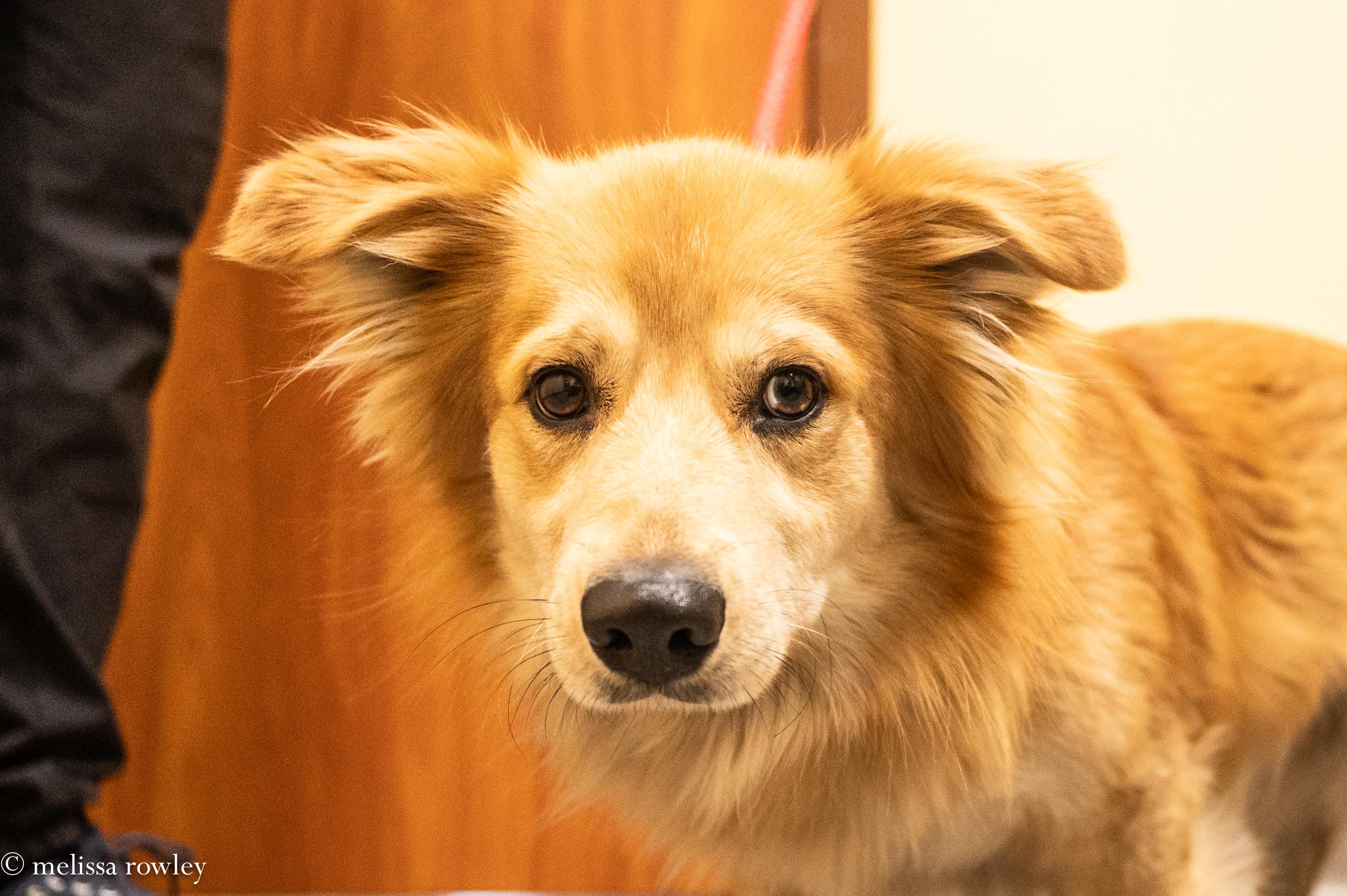 Jonah, adopted, Young Male Golden Retriever & Corgi.
