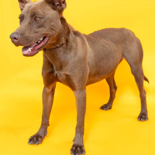 Enlarge Chocolate, a Adoptable American Staffordshire Terrier in Sullivan City, TX image 1/4