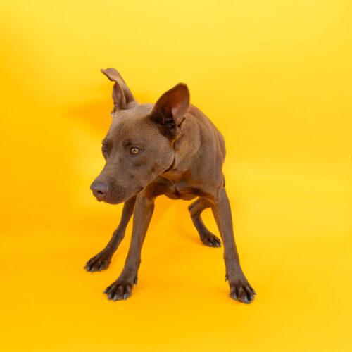 Enlarge Chocolate, a Adoptable American Staffordshire Terrier in Sullivan City, TX image 2/4
