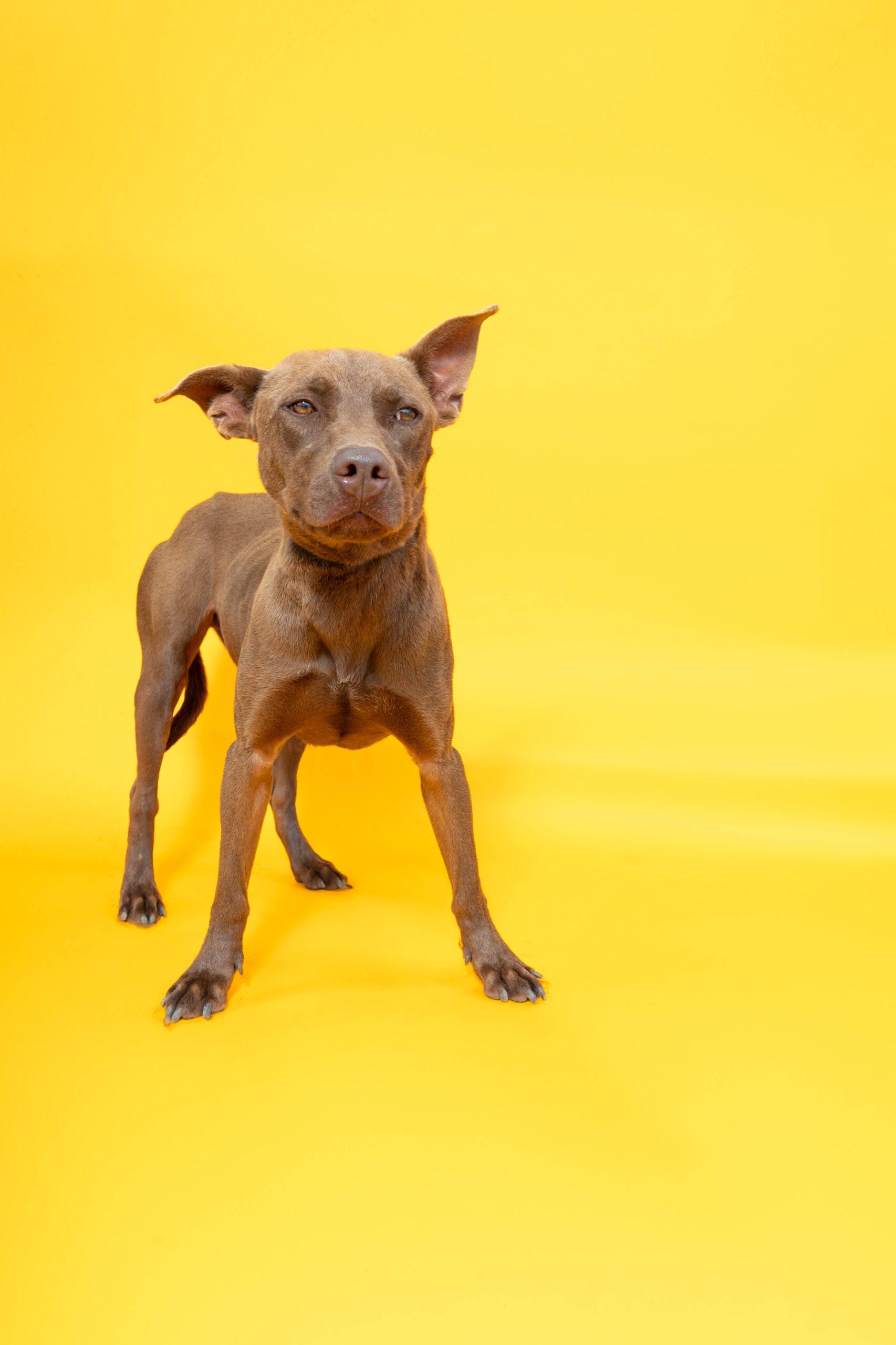 Enlarge Chocolate, a Adoptable American Staffordshire Terrier in Sullivan City, TX image 3/4