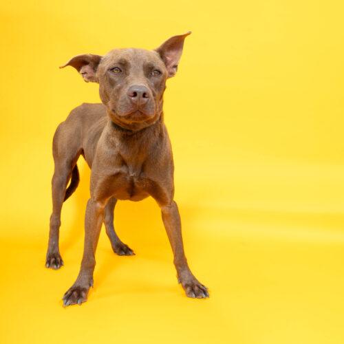 Enlarge Chocolate, a Adoptable American Staffordshire Terrier in Sullivan City, TX image 4/4