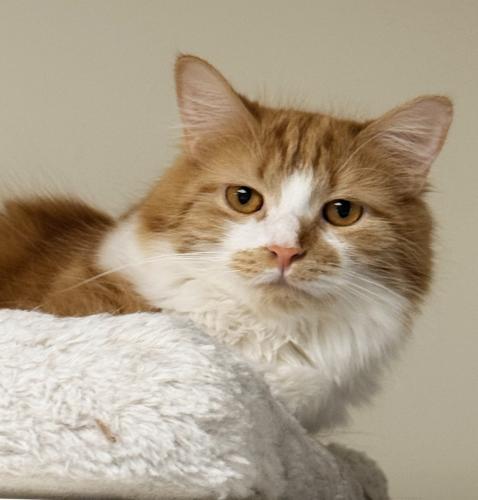 Dahlia, Adoptable, Young Female Domestic Long Hair.