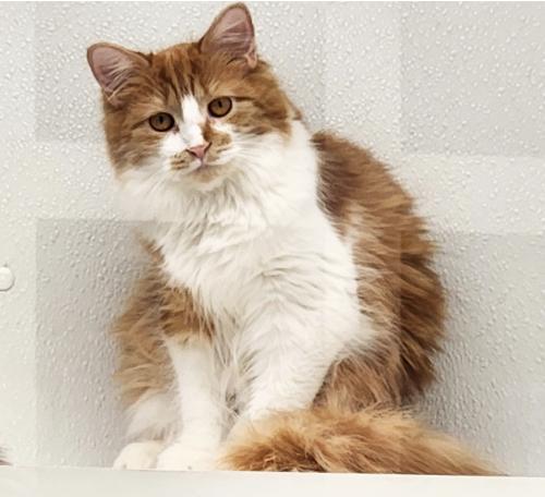 Enlarge Dahlia, a Adoptable Domestic Long Hair in St. Johnsbury, VT image 2/3