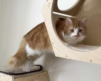 Enlarge Dahlia, a Adoptable Domestic Long Hair in St. Johnsbury, VT image 3/3