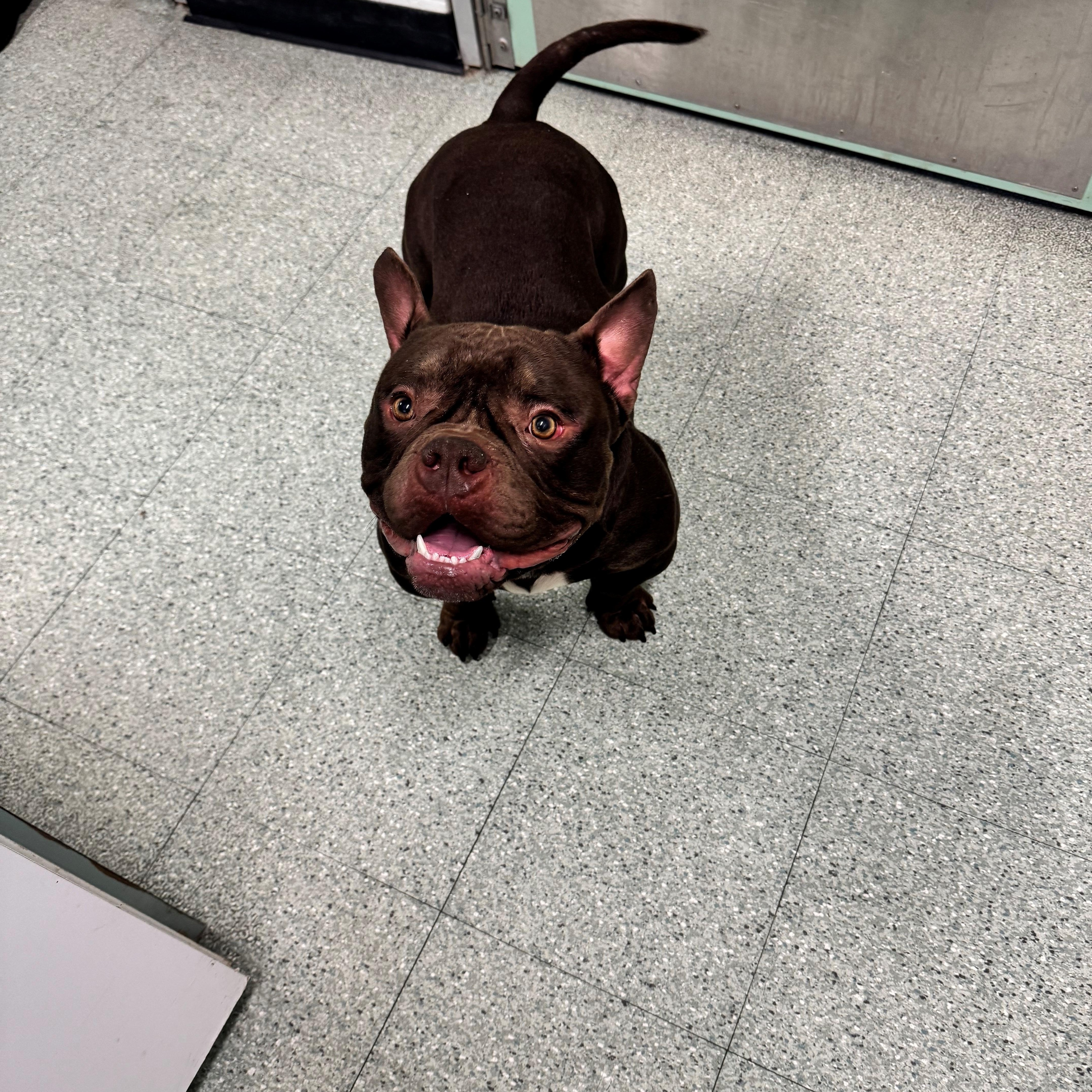 Enlarge Gizmo, an adopted mixed breed in Passaic, NJ image 4/4