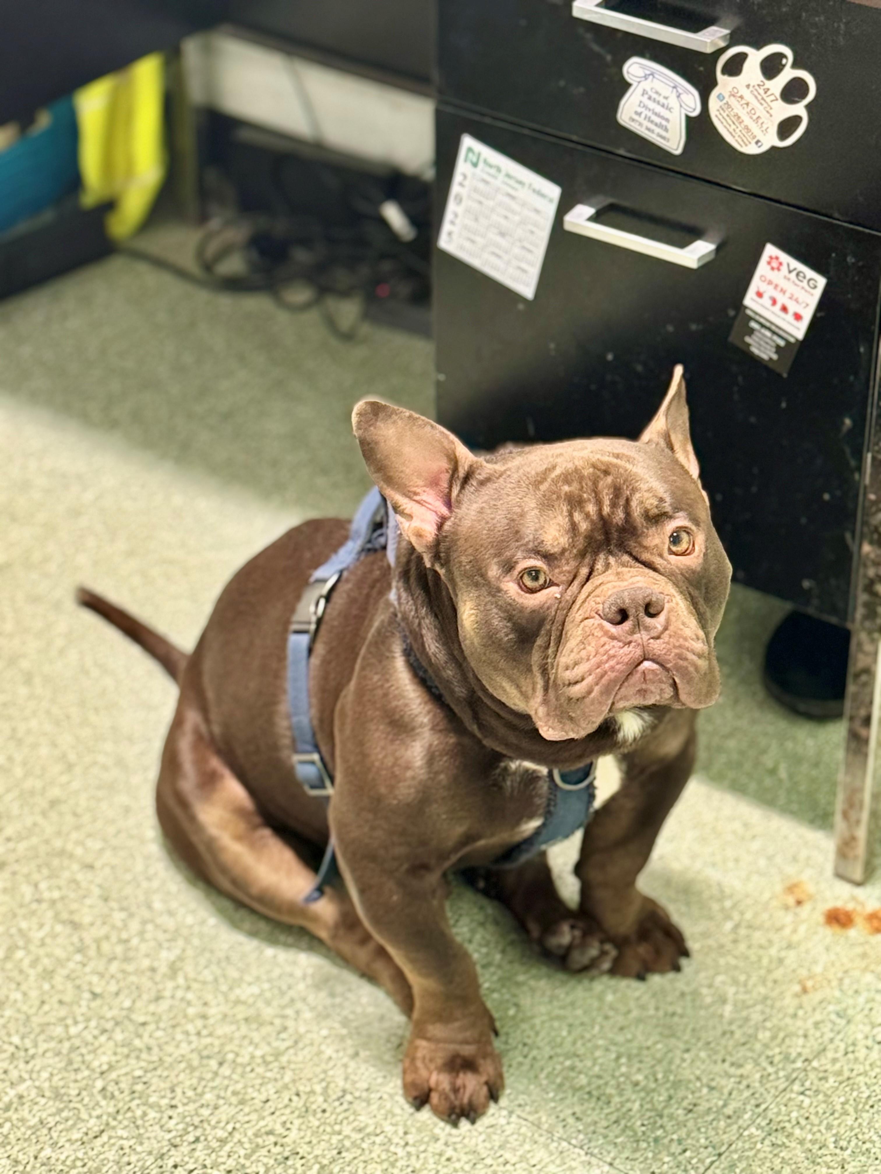 Enlarge Gizmo, an adopted mixed breed in Passaic, NJ image 1/4