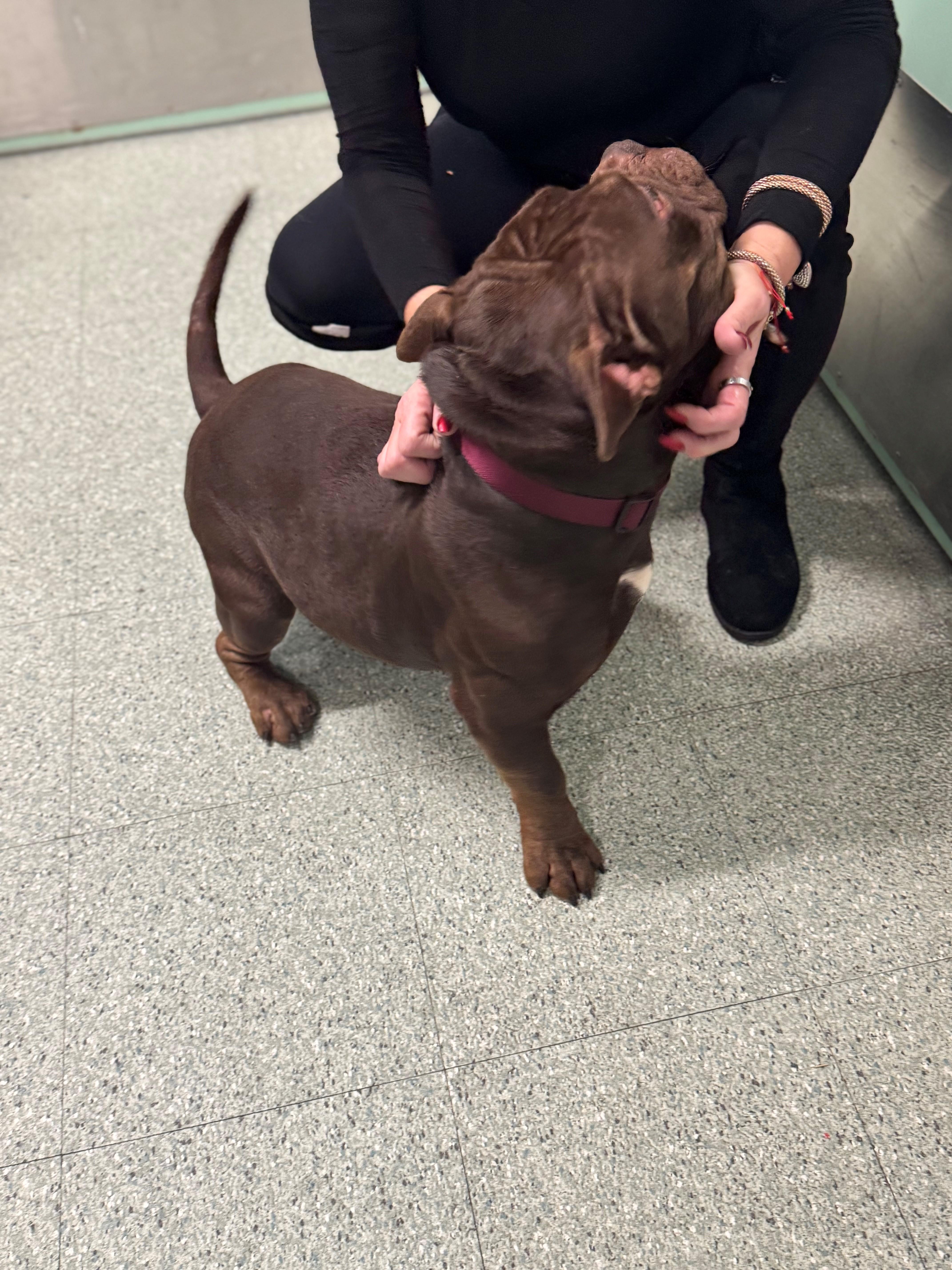 Enlarge Gizmo, an adopted mixed breed in Passaic, NJ image 3/4