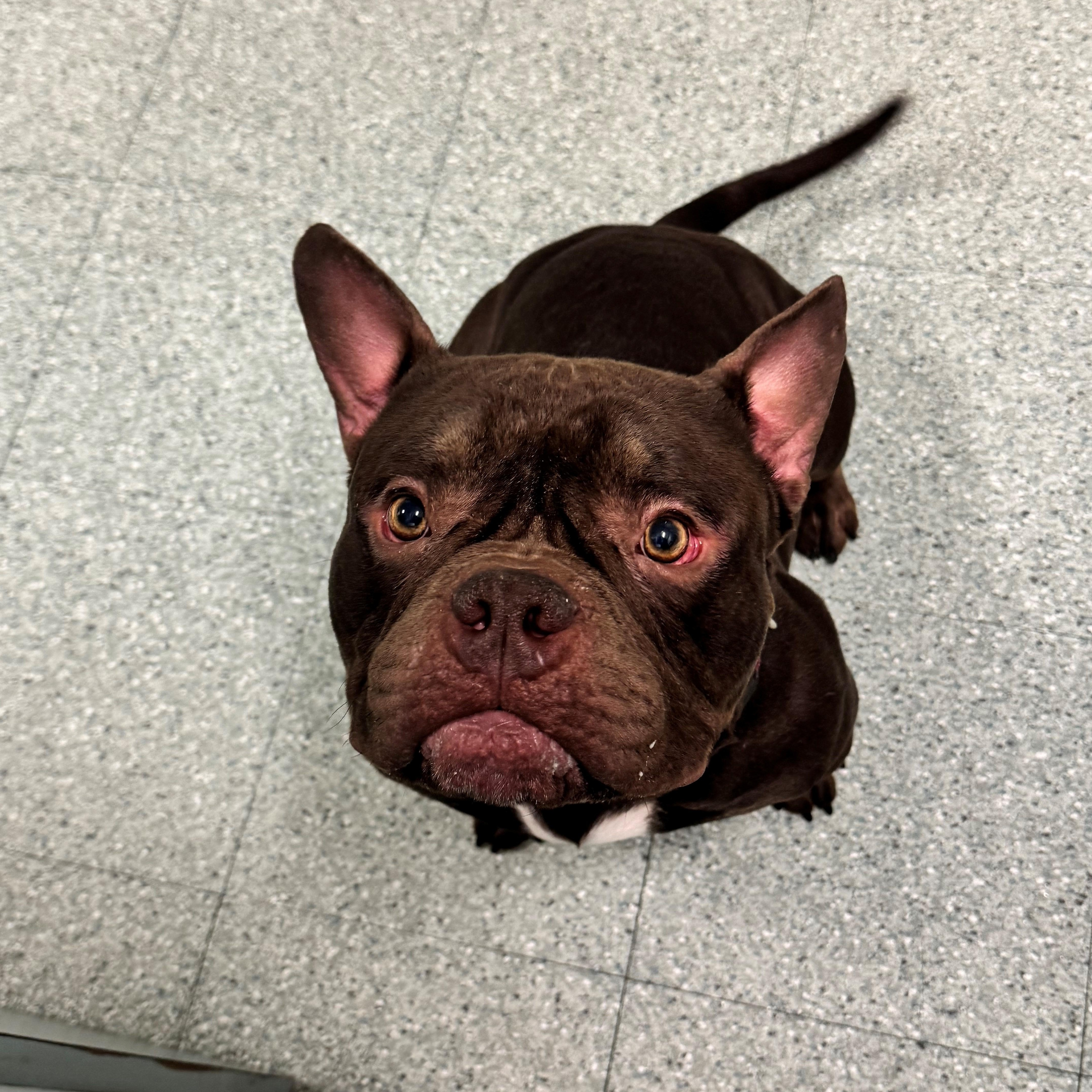 Enlarge Gizmo, an adopted mixed breed in Passaic, NJ image 2/4