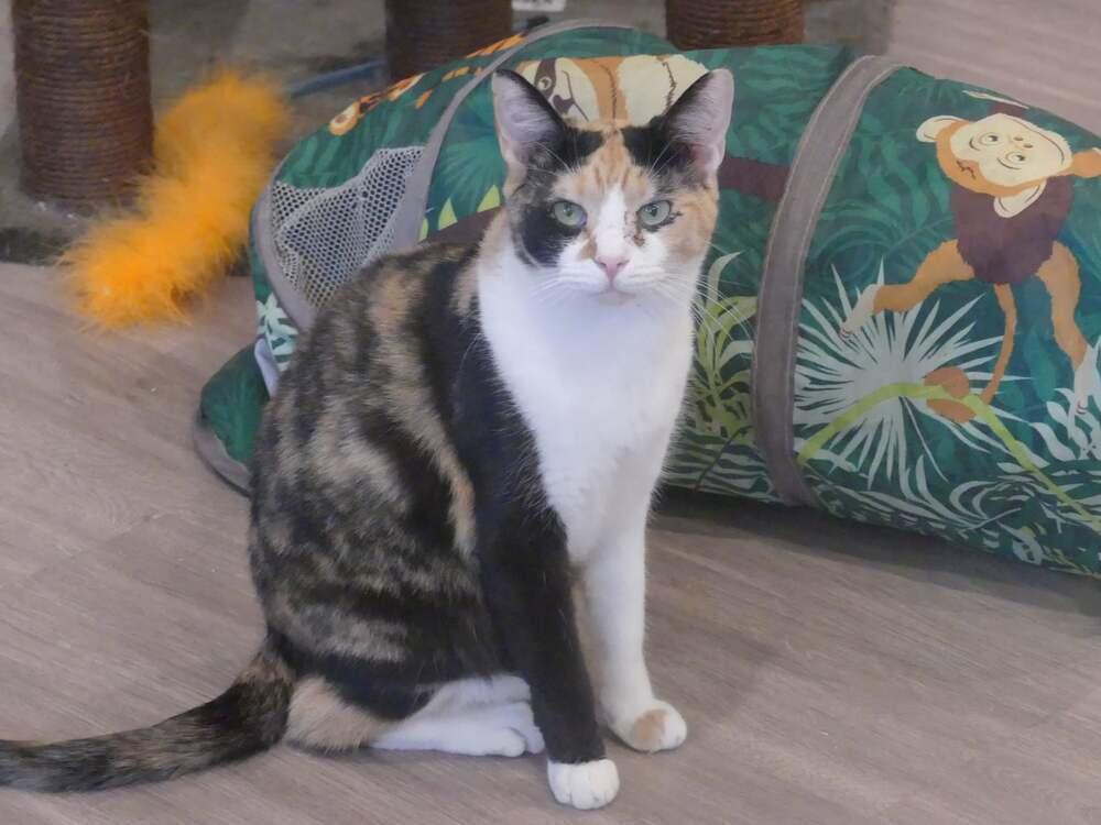 Enlarge Freckles, a Adoptable mixed breed in New Cumberland, WV image 2/4