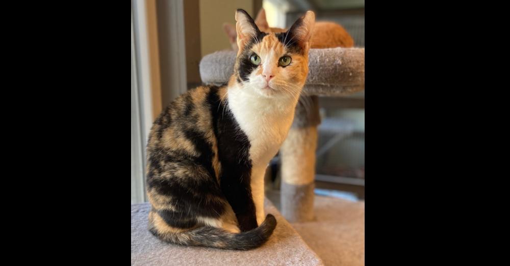 Enlarge Freckles, a Adoptable mixed breed in New Cumberland, WV image 3/4