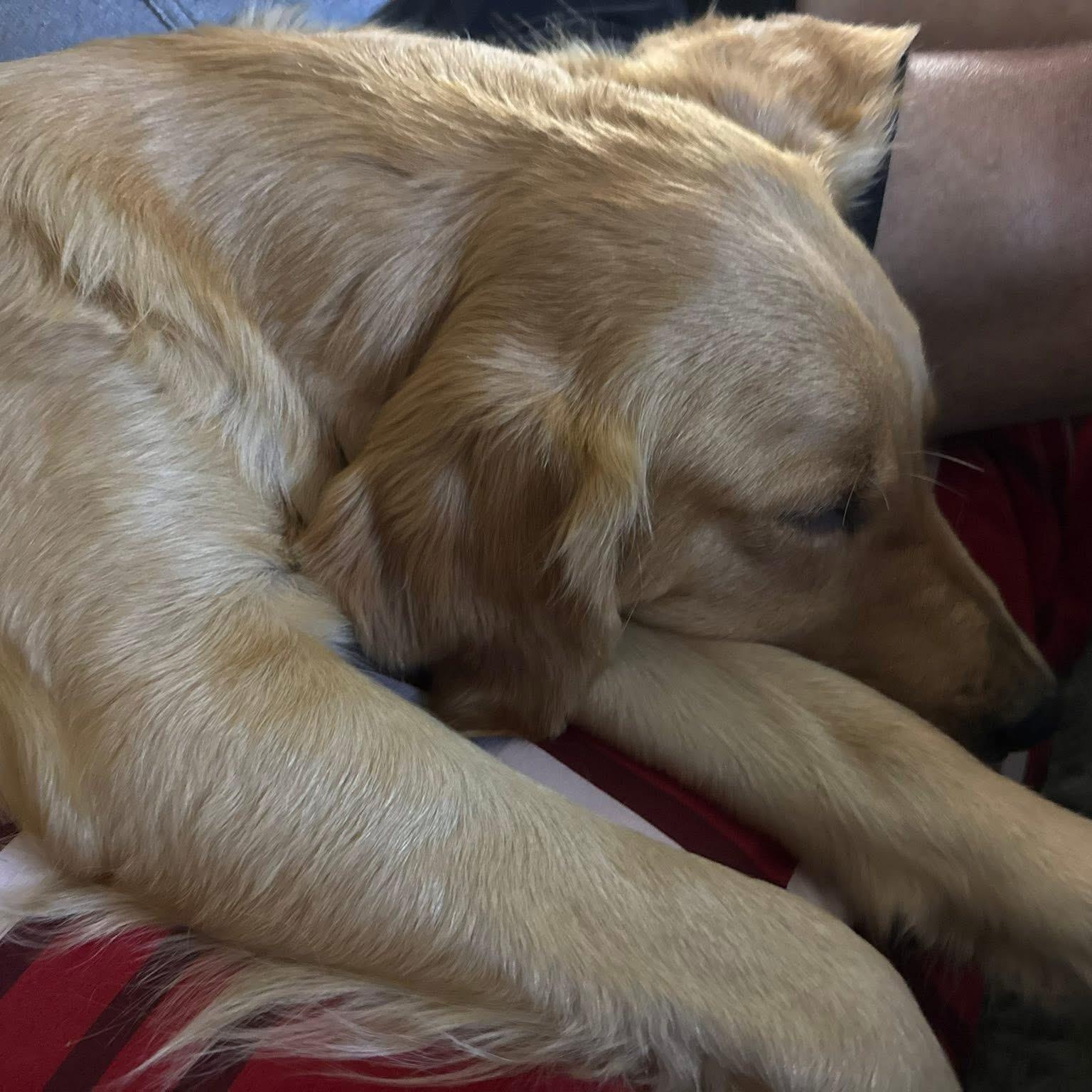 Enlarge Goldie, a Adopted Golden Retriever in Collingswood, NJ image 3/3