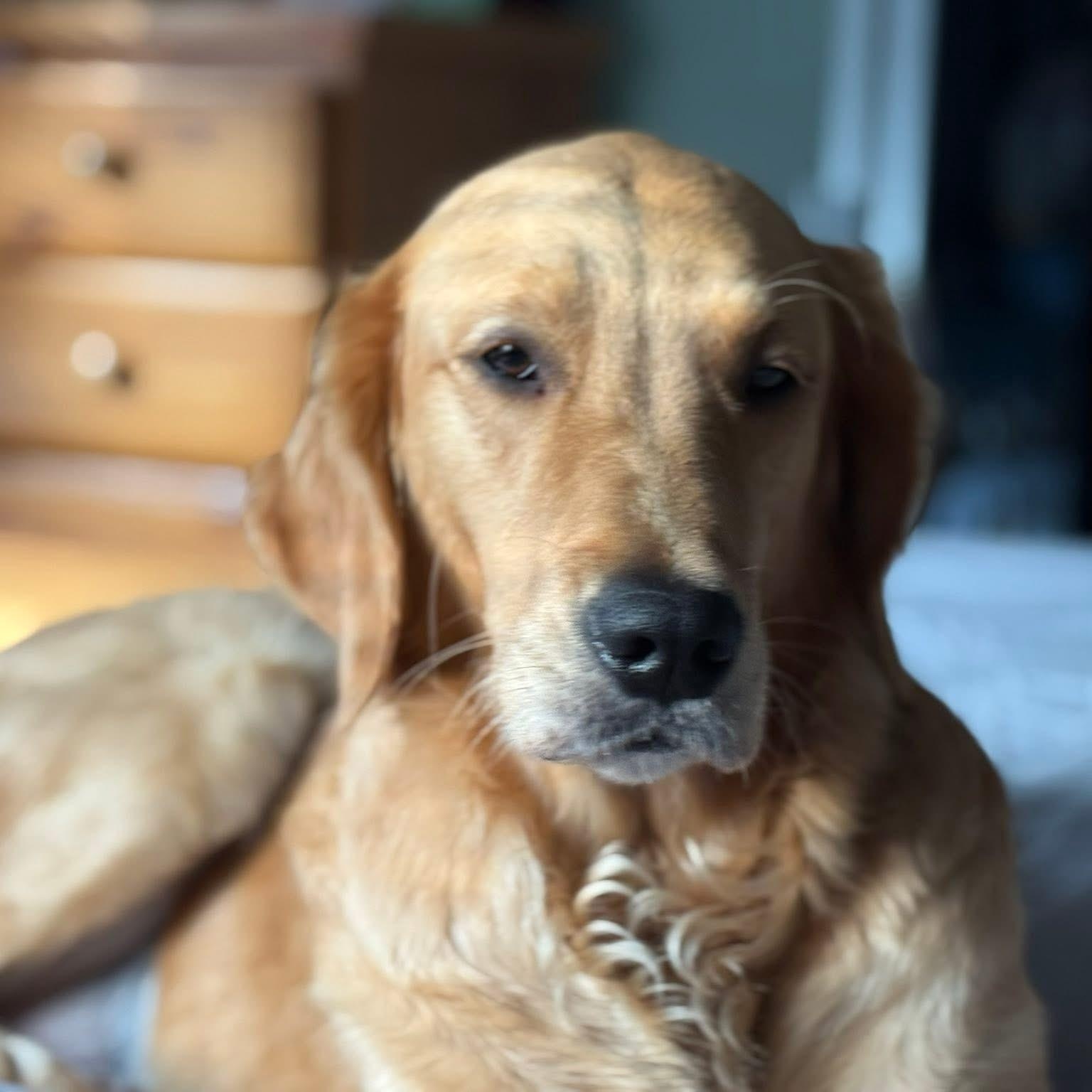 Enlarge Goldie, a Adopted Golden Retriever in Collingswood, NJ image 1/3