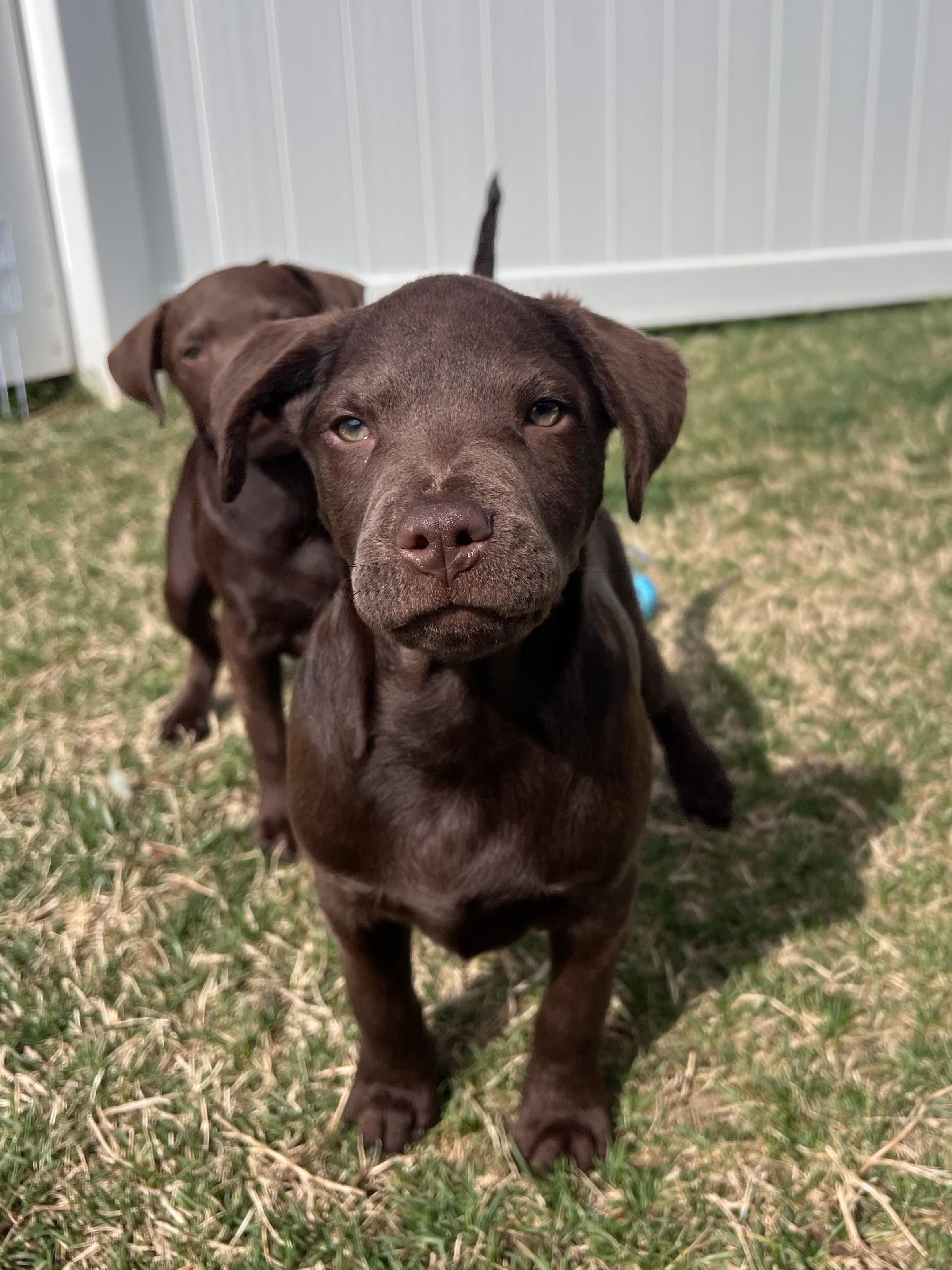 Dancer , adopted, Puppy Male Labrador Retriever.