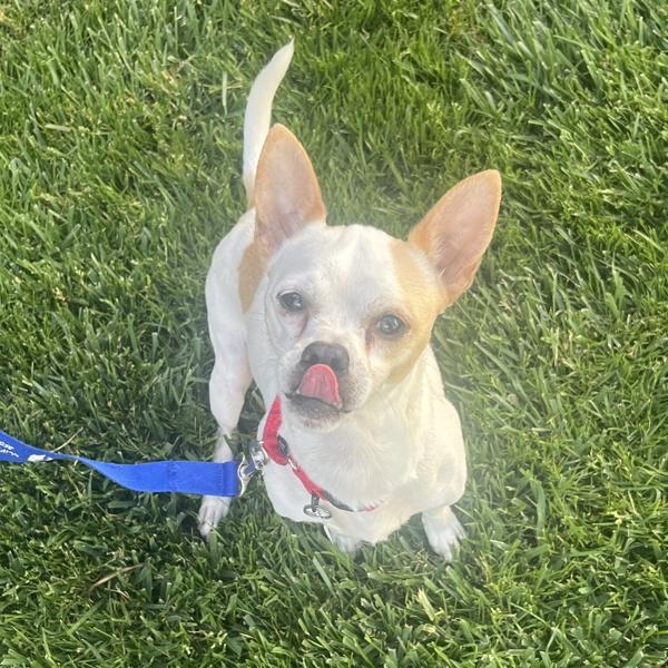 Jerry, Adoptable, Adult Male Chihuahua.