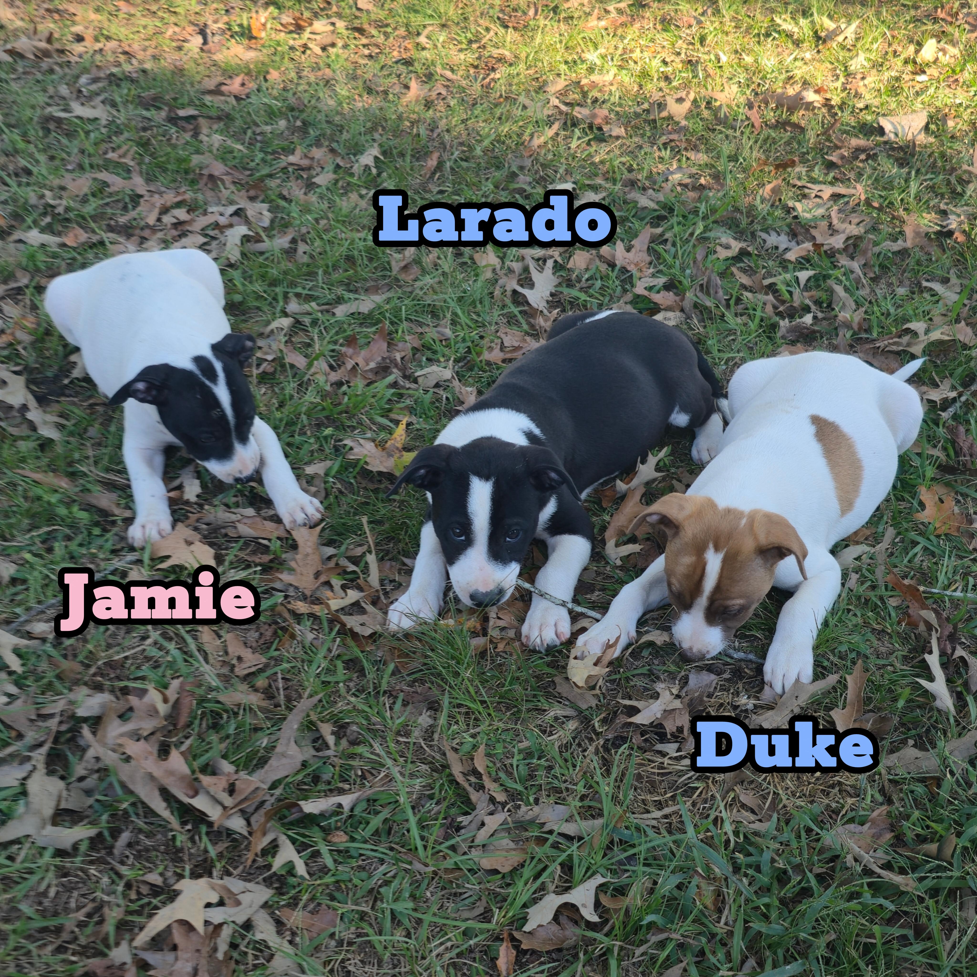 Enlarge Laredo *Waived Fee Possible, a ADOPTABLE mixed breed in Vicksburg, MS image 5/5