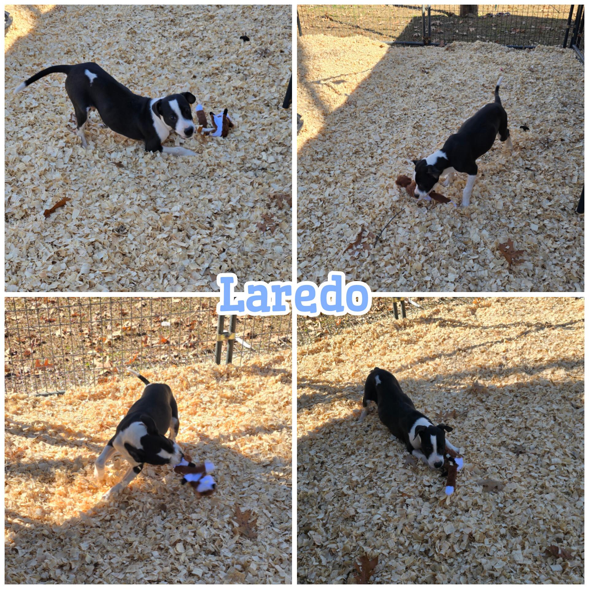 Enlarge Laredo *Waived Fee Possible, a ADOPTABLE mixed breed in Vicksburg, MS image 2/5