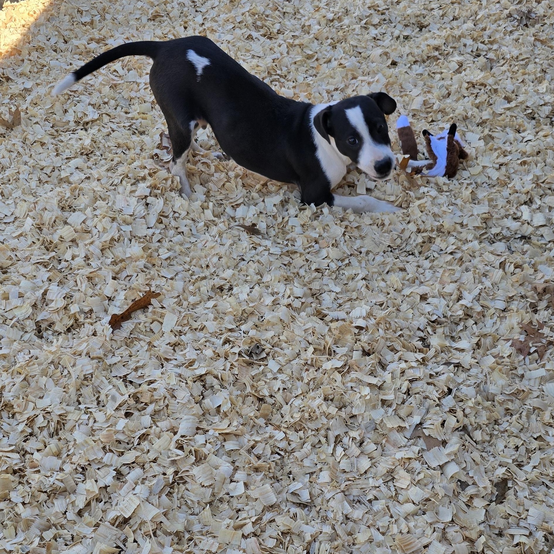 Enlarge Laredo *Waived Fee Possible, a ADOPTABLE mixed breed in Vicksburg, MS image 1/5