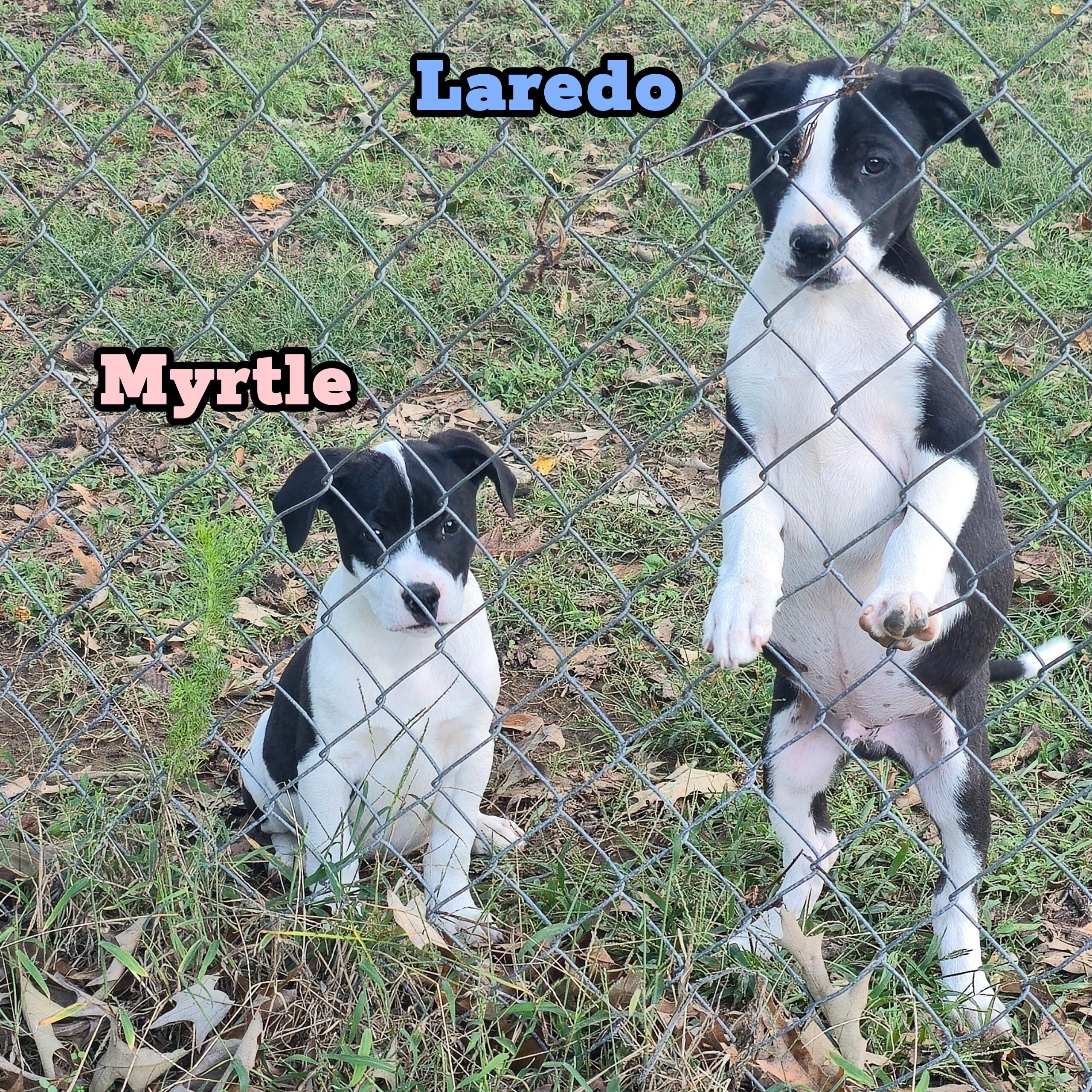 Enlarge Laredo *Waived Fee Possible, a ADOPTABLE mixed breed in Vicksburg, MS image 3/5
