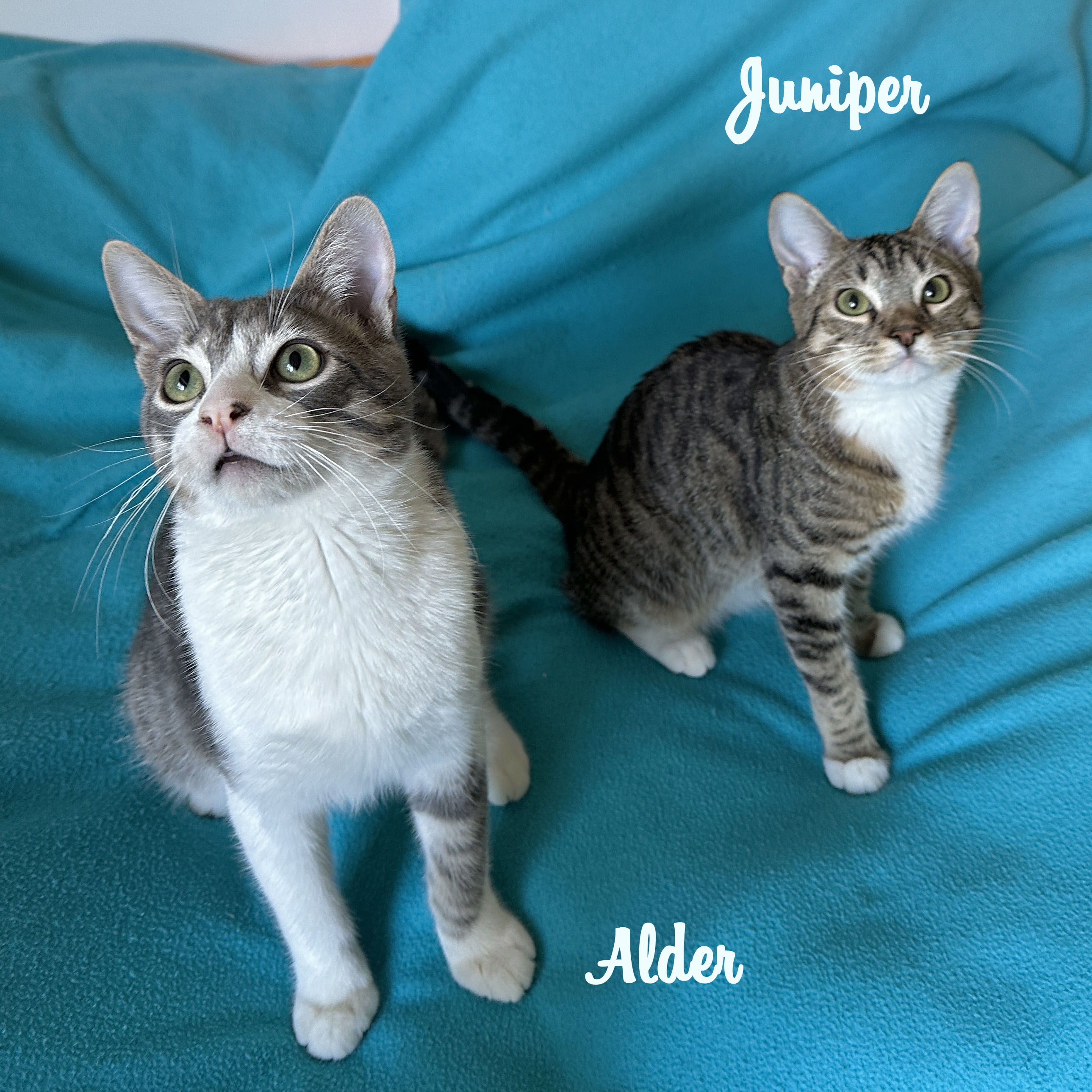 siblings Junipurr & Alder, Adoptable, Young Female Tabby & American Shorthair.