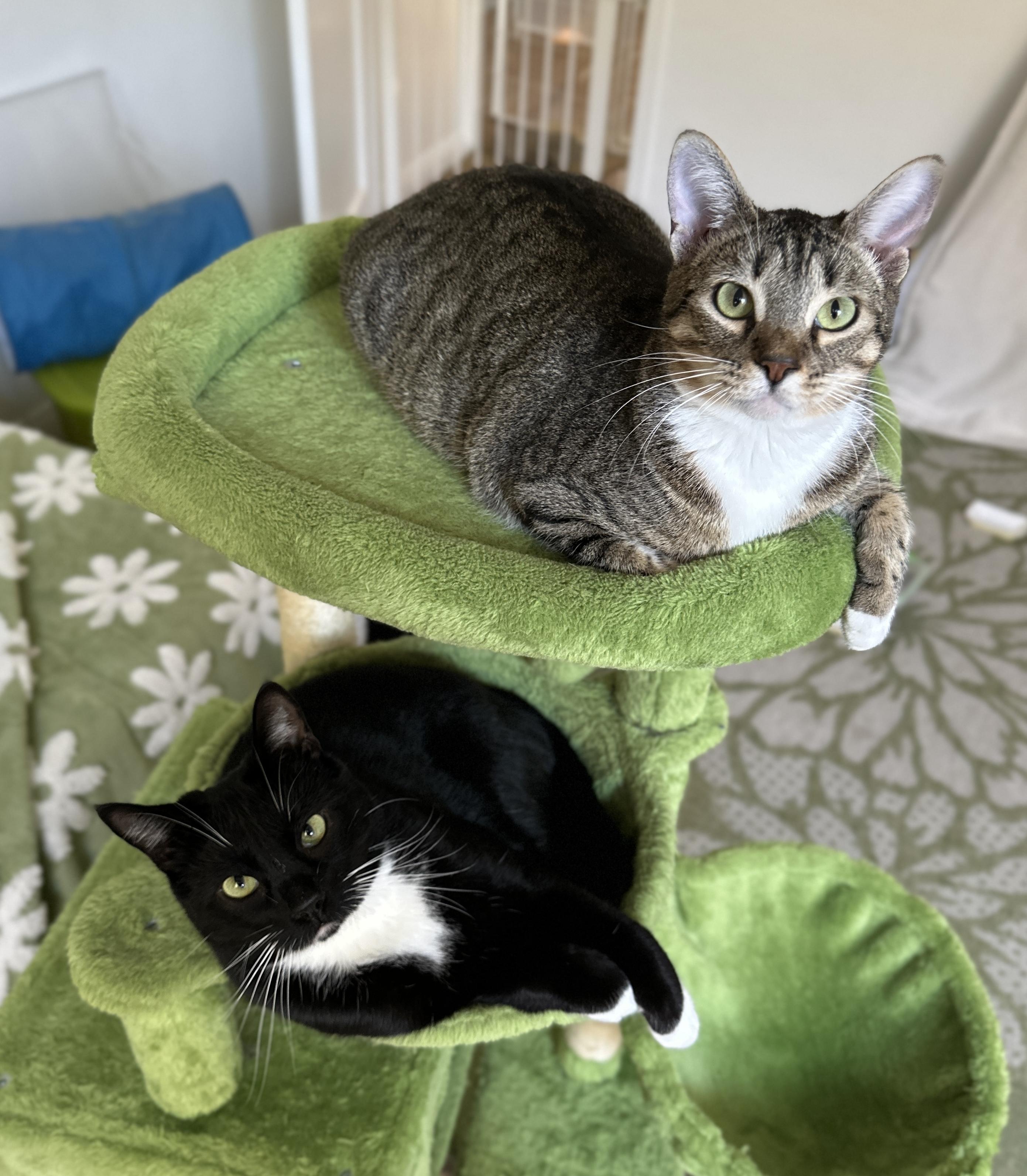 Enlarge 3 siblings Junipurr, Alder & Aspen, a Adoptable mixed breed in Toluca Lake, CA image 5/5