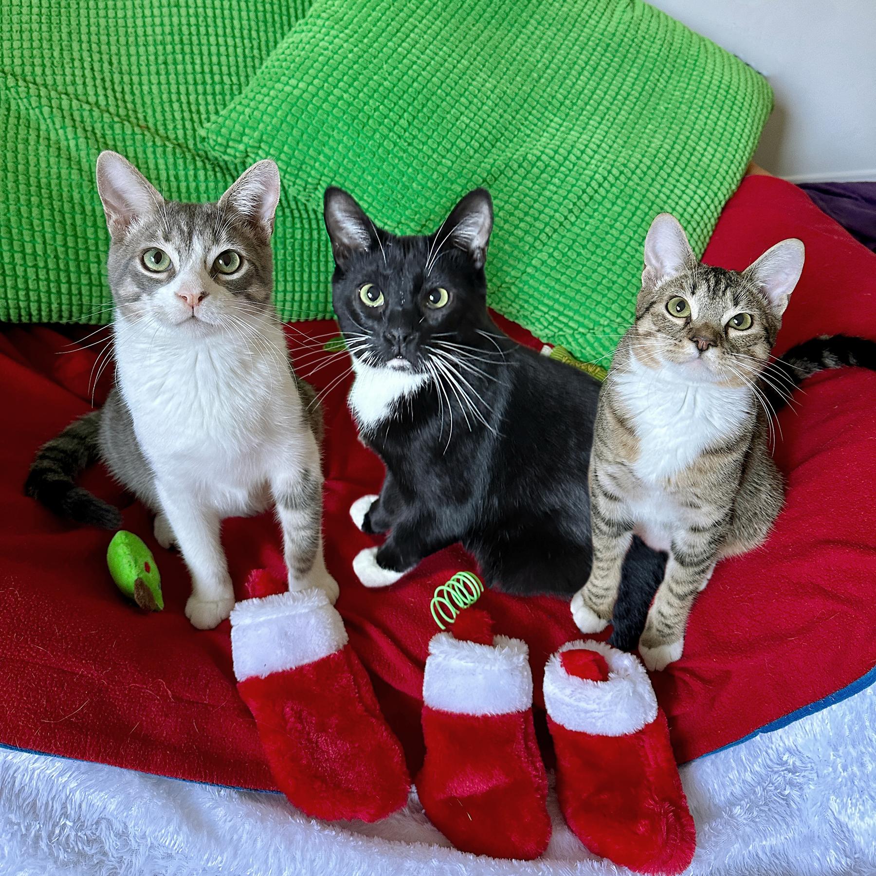3 siblings Junipurr, Alder & Aspen, Adoptable, Young Female Tabby & American Shorthair.