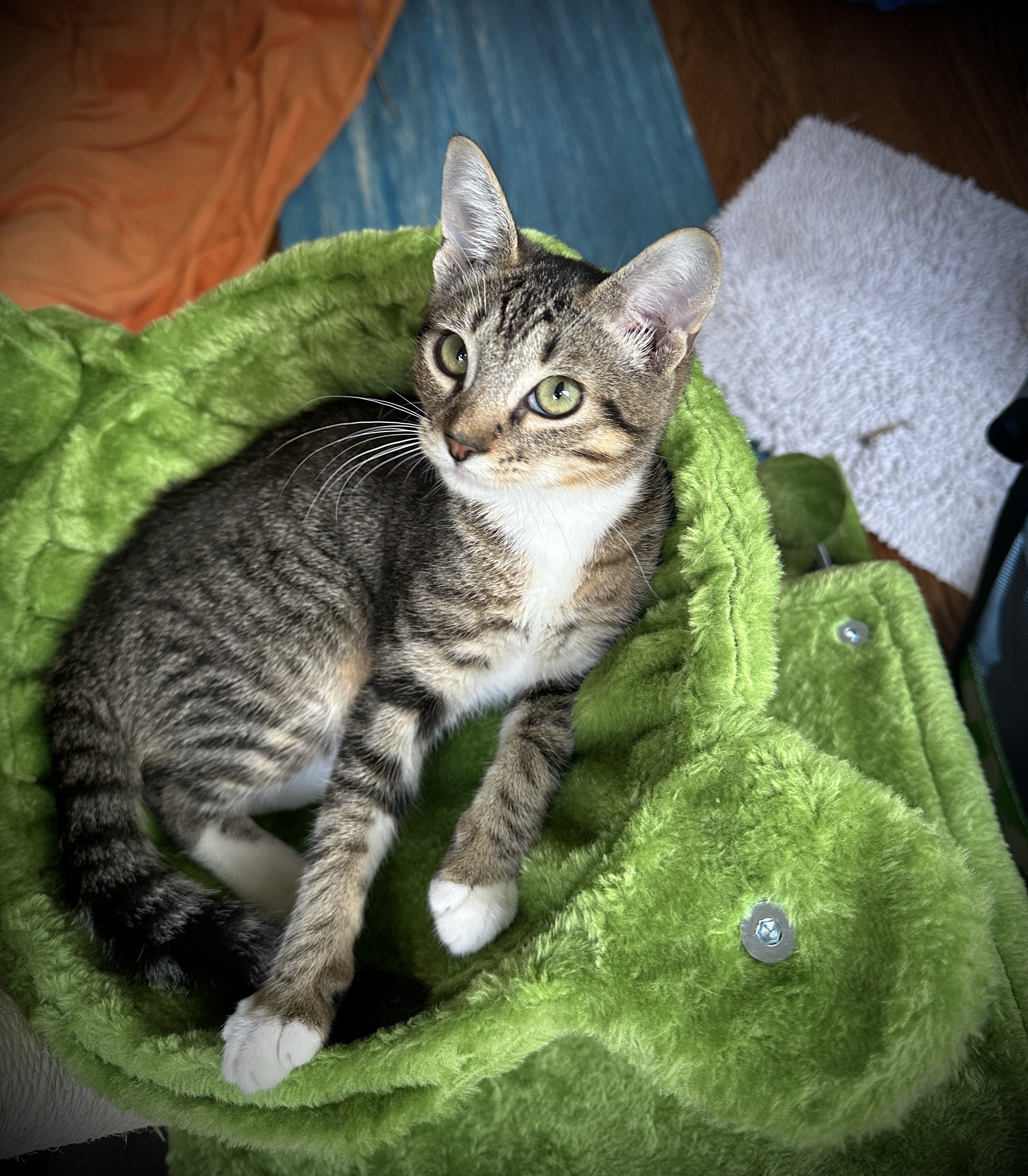 siblings Junipurr & Alder, a Adoptable mixed breed in Toluca Lake, CA image 4/6