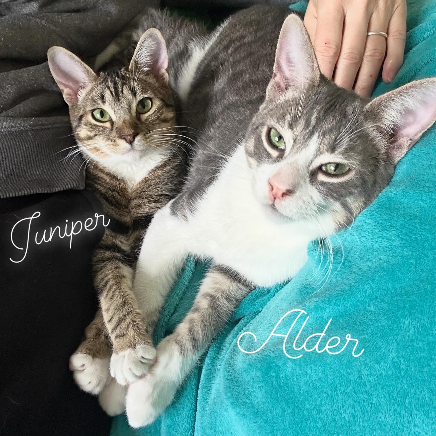 siblings Junipurr & Alder, a Adoptable mixed breed in Toluca Lake, CA image 1/6