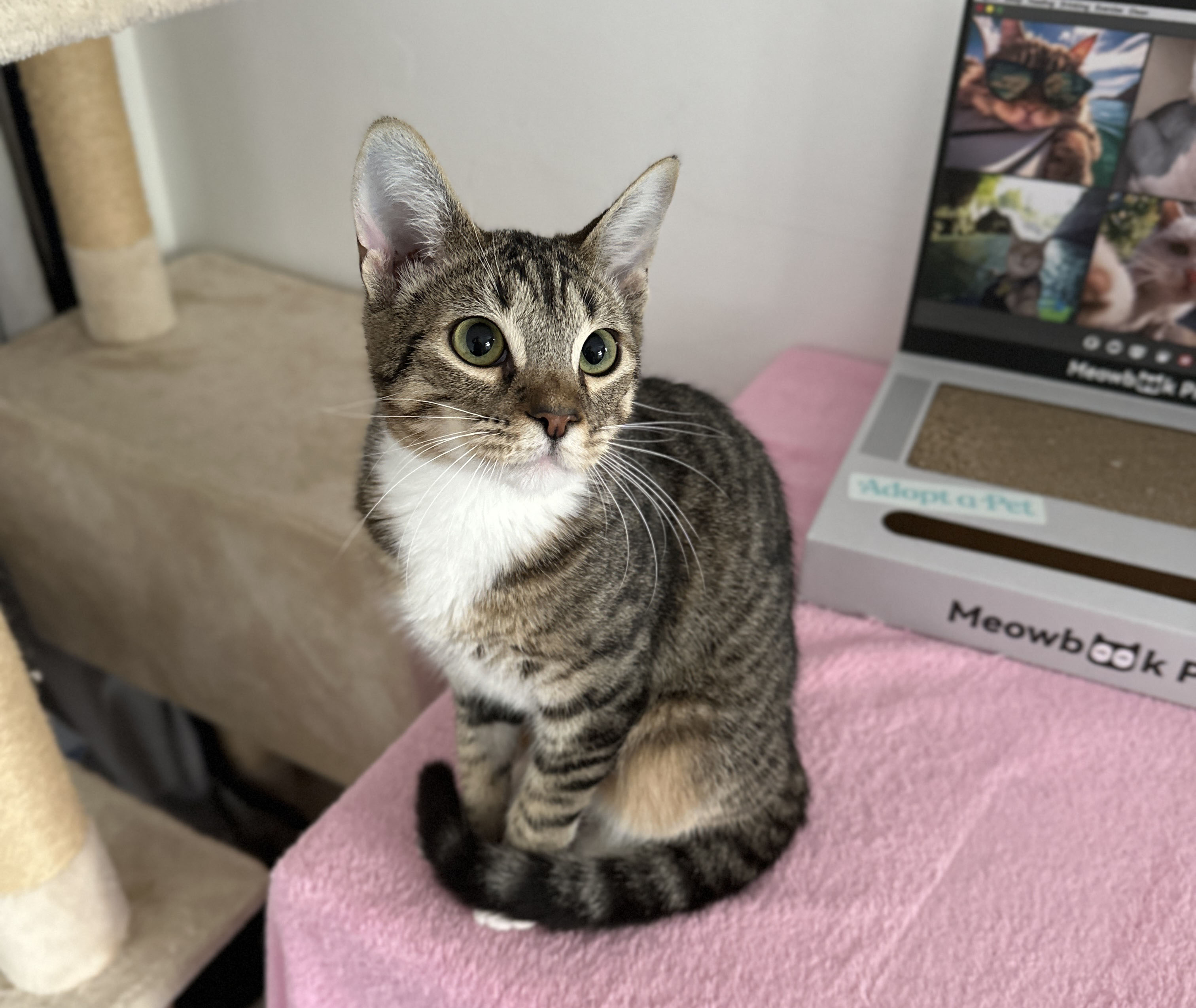 siblings Junipurr & Alder, a Adoptable mixed breed in Toluca Lake, CA image 5/6