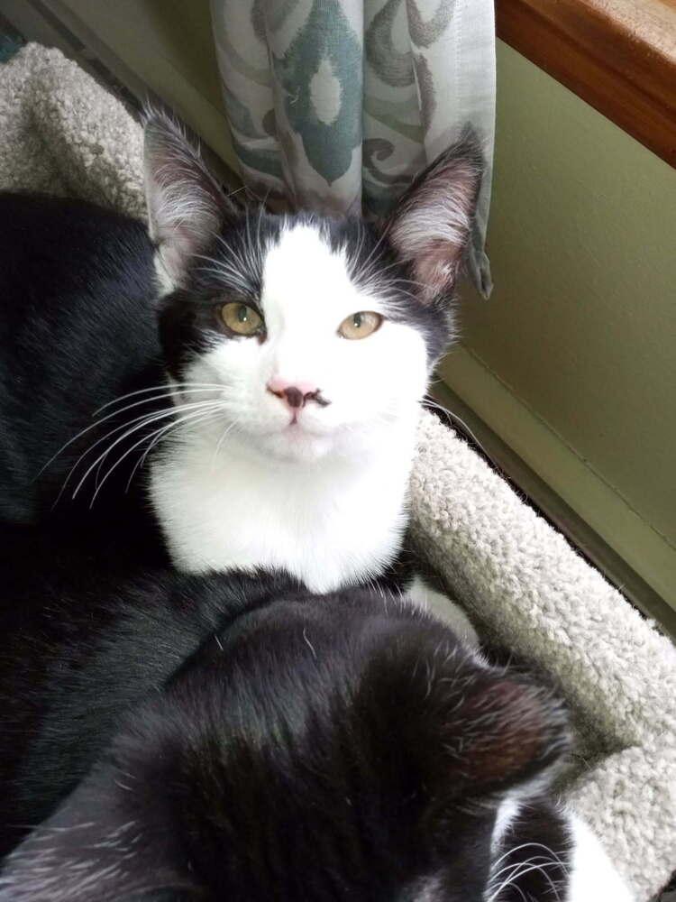 Enlarge Duffy, a Adoptable mixed breed in Olyphant, PA image 1/4