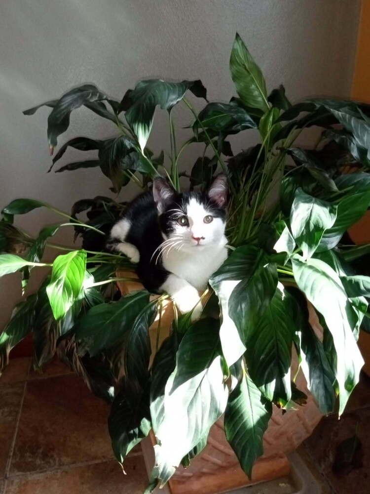 Enlarge Duffy, a Adoptable mixed breed in Olyphant, PA image 2/4