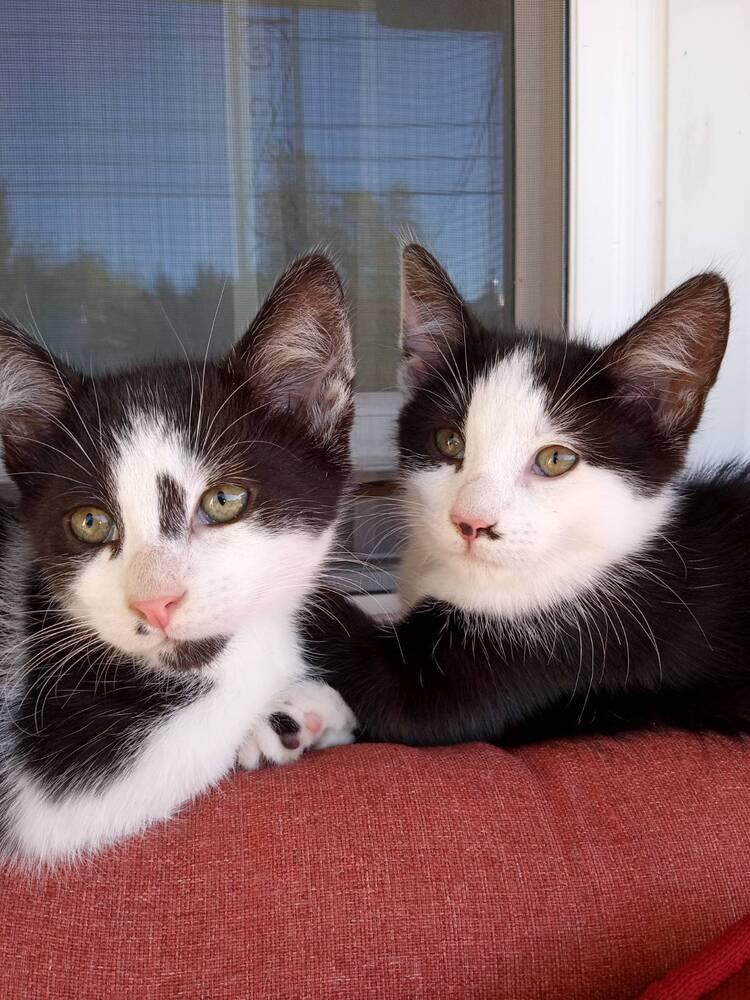 Enlarge Duffy, a Adoptable mixed breed in Olyphant, PA image 3/4