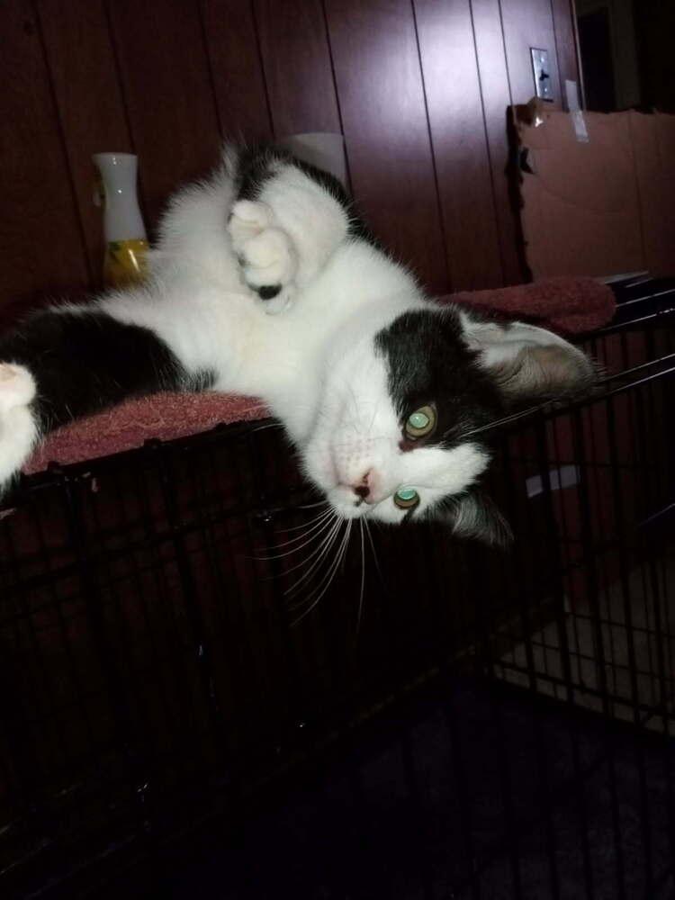 Enlarge Duffy, a Adoptable mixed breed in Olyphant, PA image 4/4