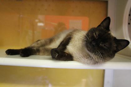 Enlarge Otter, a Adoptable mixed breed in Kansas City, MO image 1/3