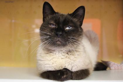 Enlarge Otter, a Adoptable mixed breed in Kansas City, MO image 3/3