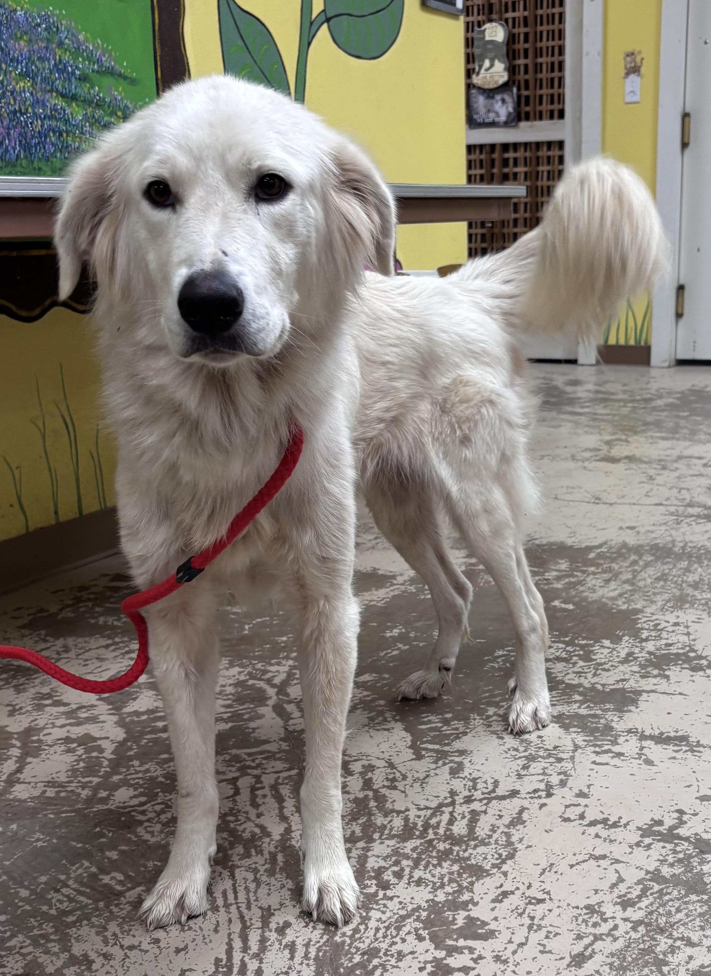 Enlarge Samuel — The Boy Who is Ready to Belong, a Adoptable mixed breed in Dix Hills, NY image 2/6
