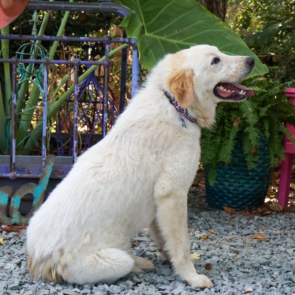 Enlarge Elvis, a Adoptable Great Pyrenees in Wake Forest, NC image 1/4