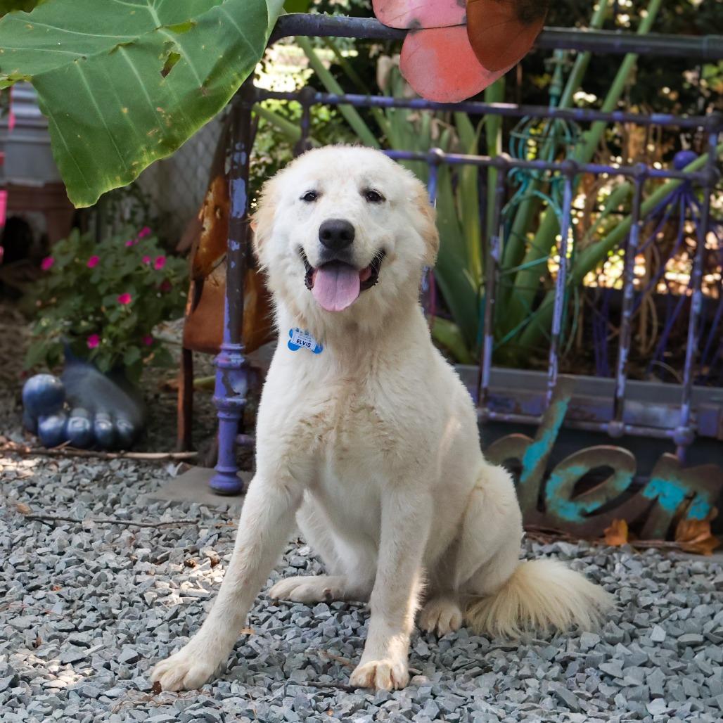 Enlarge Elvis, a Adoptable Great Pyrenees in Wake Forest, NC image 2/4