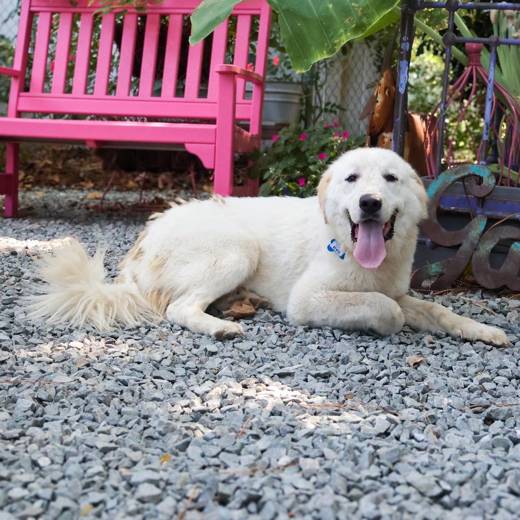 Enlarge Elvis, a Adoptable Great Pyrenees in Wake Forest, NC image 3/4