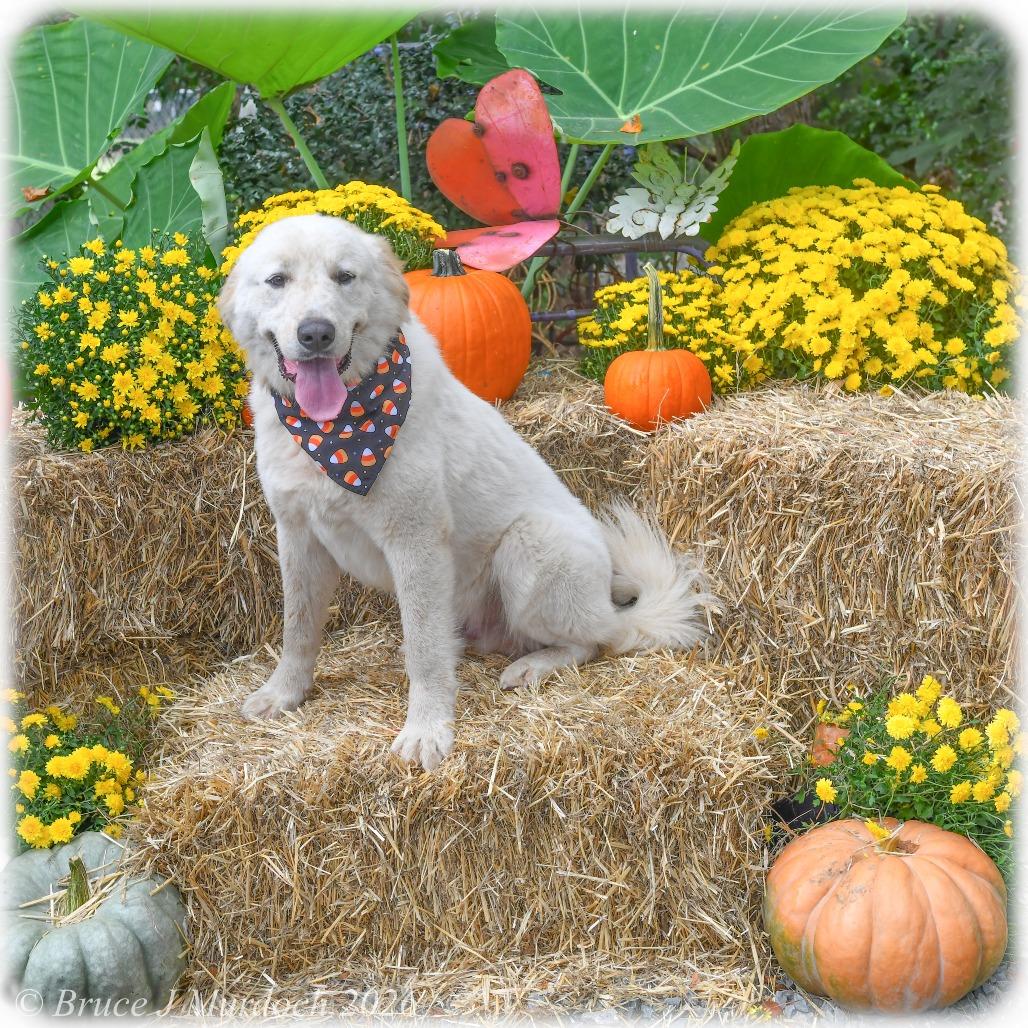 Enlarge Elvis, a Adoptable Great Pyrenees in Wake Forest, NC image 4/4