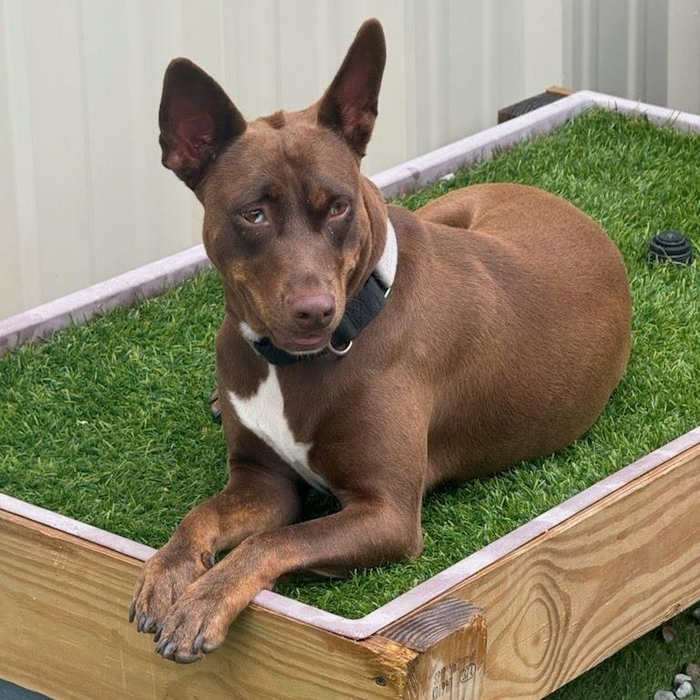 Bella1, a Adoptable mixed breed in houston , TX image 1/6