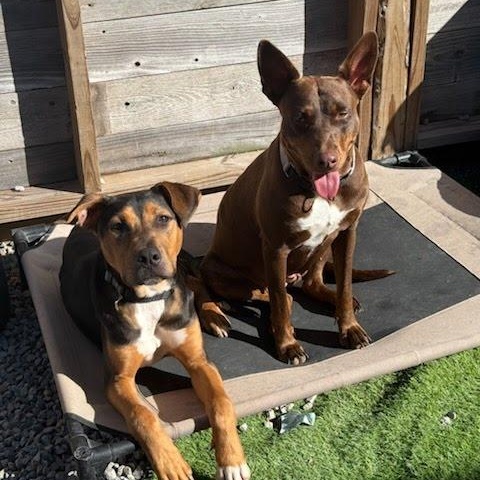 Bella1, a Adoptable mixed breed in houston , TX image 4/6