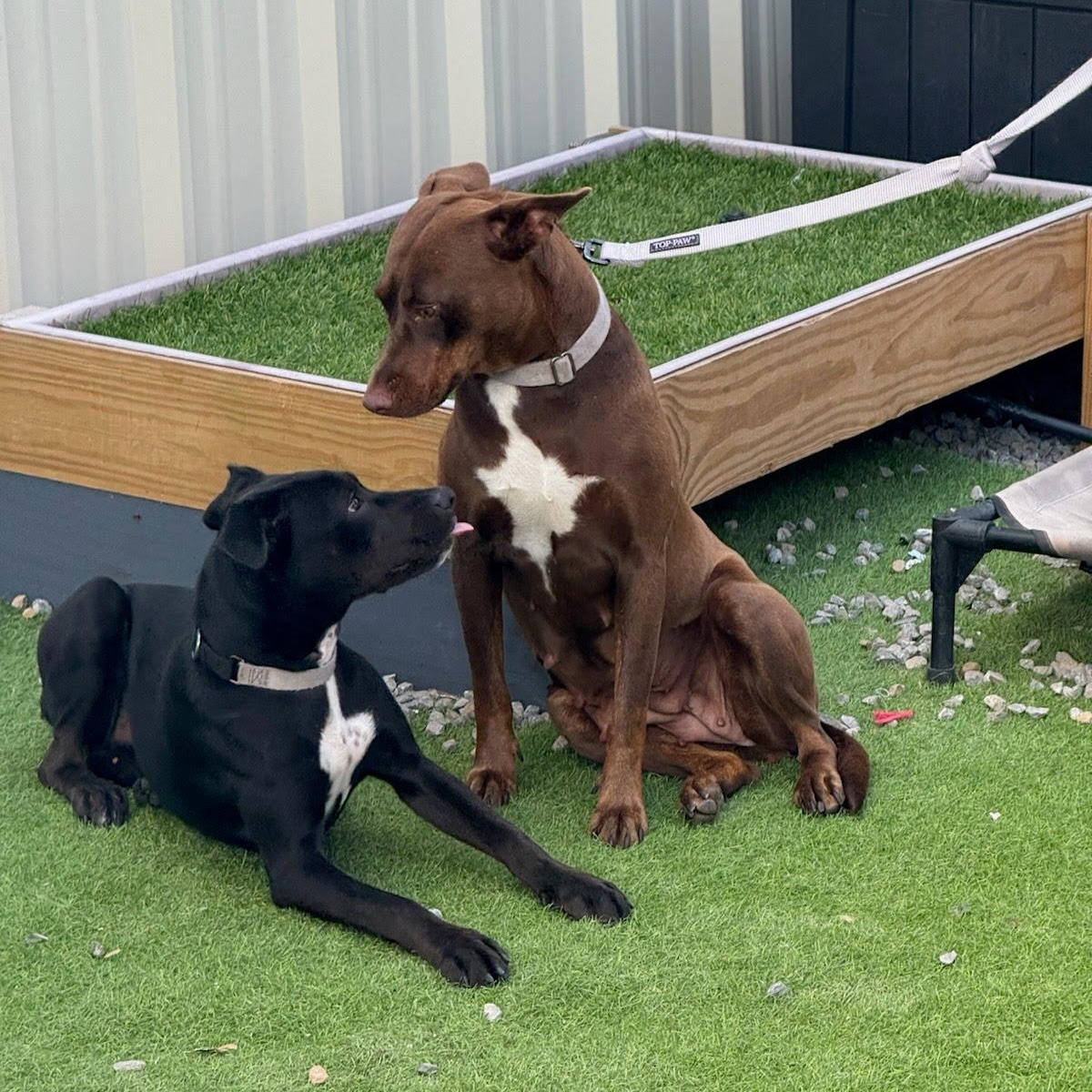 Bella1, a Adoptable mixed breed in houston , TX image 5/6