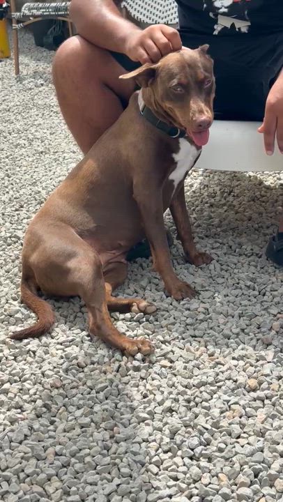 Enlarge Bella1, a Adoptable mixed breed in houston , TX video 2/6