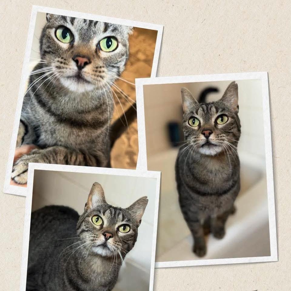 Hazel, Adoptable, Adult Female Domestic Short Hair & Tabby.