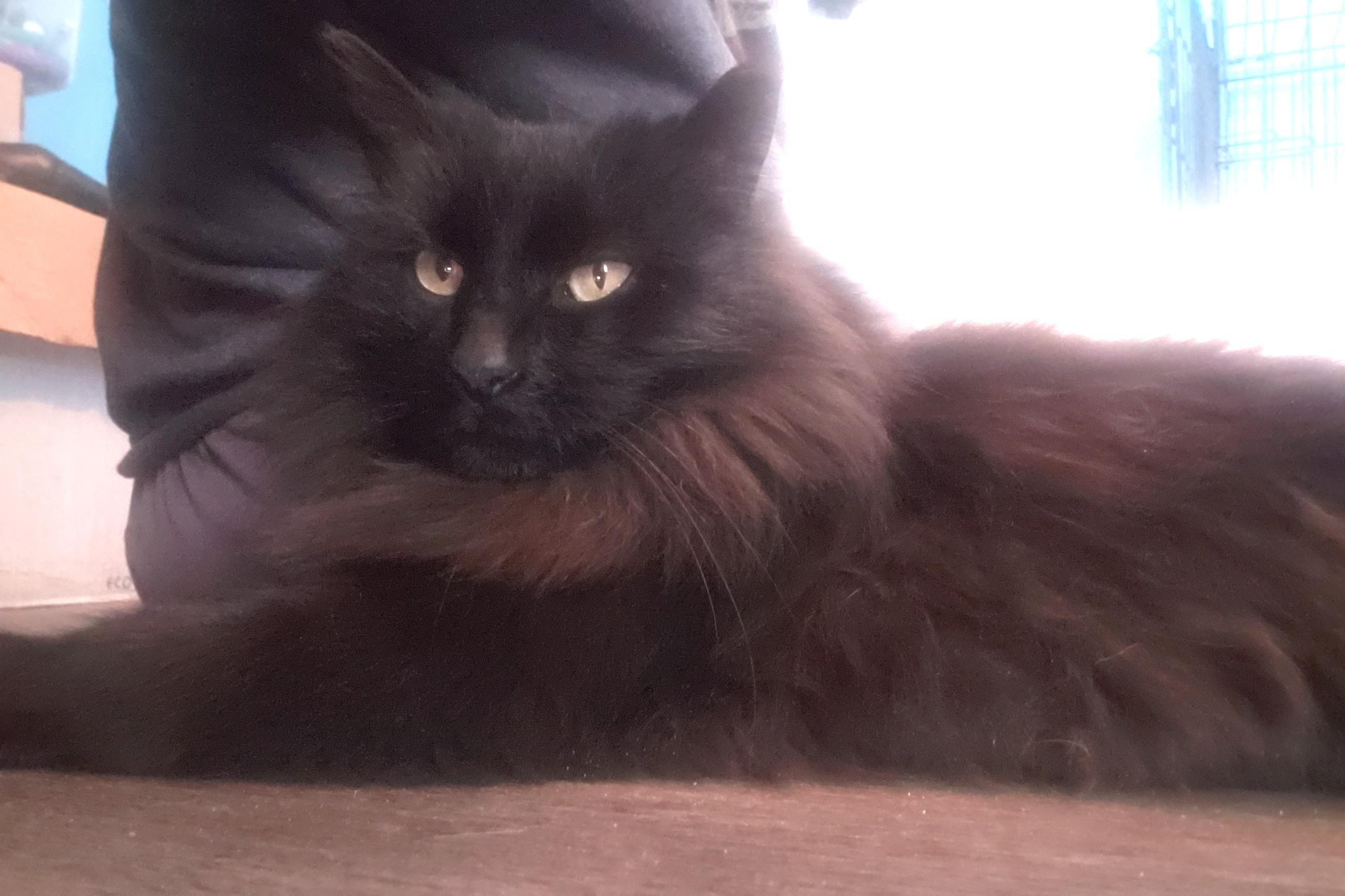 Perry, an adopted Domestic Long Hair in Lemoyne, PA image 2/6