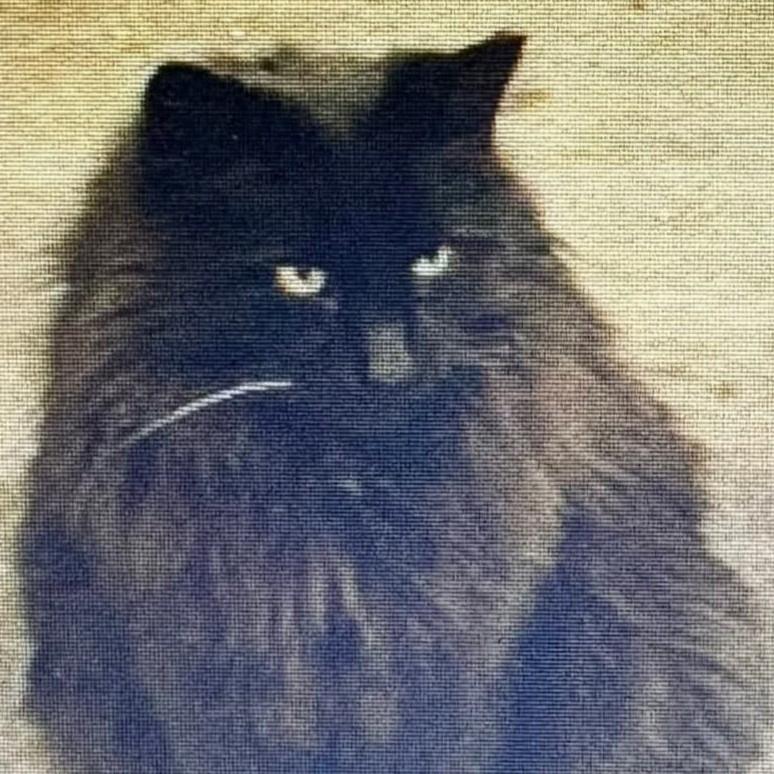 Perry, an adopted Domestic Long Hair in Lemoyne, PA image 4/6