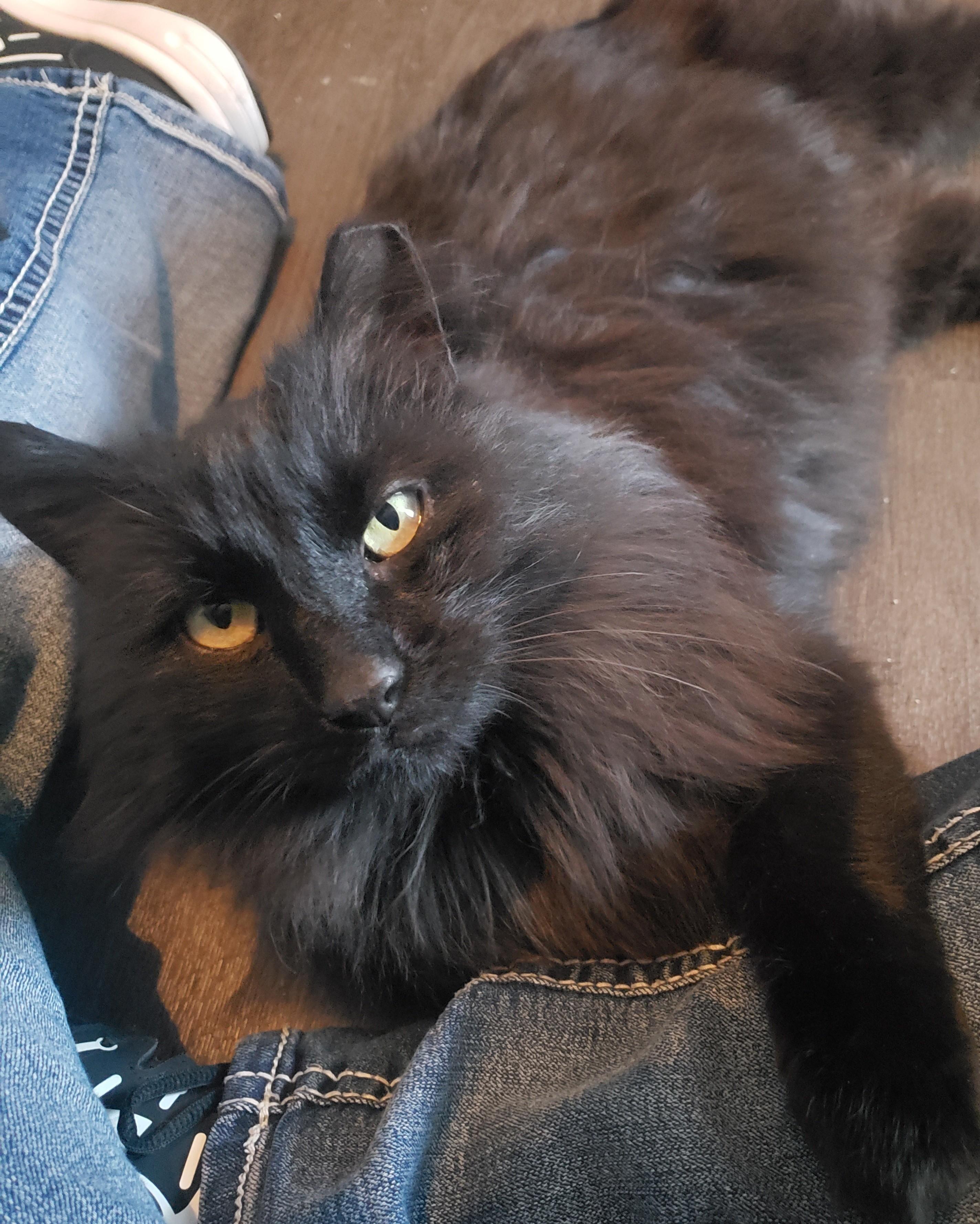 Perry, an adopted Domestic Long Hair in Lemoyne, PA image 5/6